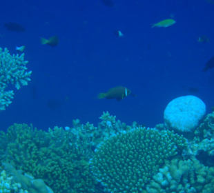 Schnorcheln am Korallenriff