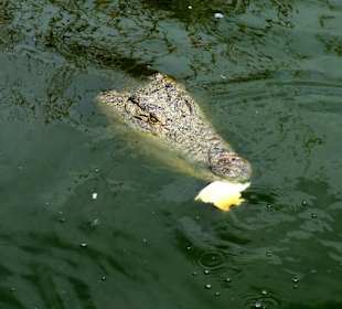Krokodile auf der Straußenfarm