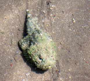 Falscher Steinfisch im 15cm tiefen Wasser!