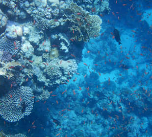 Wunderschöne Unterwasserwelt