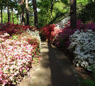 Hauptblüte im Rhododendronpark Bremen