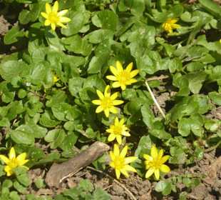 Luitpoldhügel - Blumen
