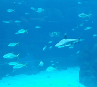 Aquarium