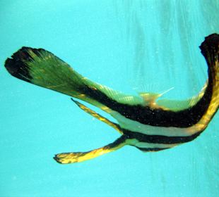 Wer kennt den? ca 30cm hoch, 10cm lang, 3cm dick