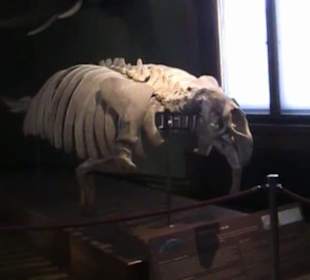 Naturhistorisches Museum