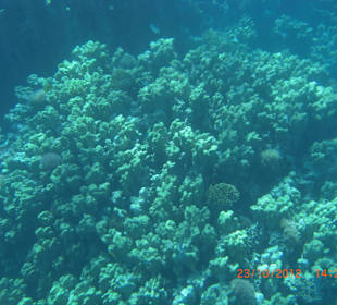 Подводный мир возле отеля