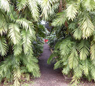Im Jardín de aclimatación de La Orotava