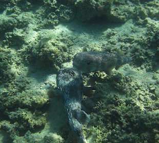 Unterwasserwelt am Sensimar Makadi Hotel