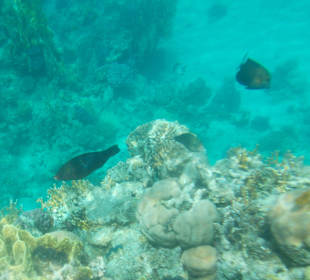 Schwarzer Papageifisch