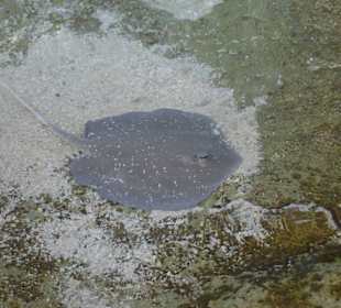 Stechrochen am Strand