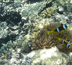 Schnorcheln Hurghada