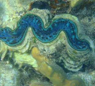 Beim schnorcheln getroffen