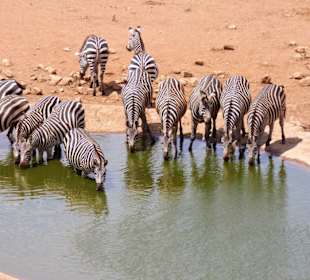 Zebras am Wasserloch