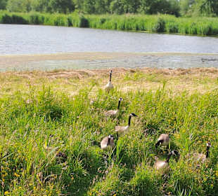 Rückzugsort der Gänse