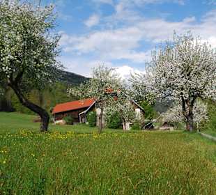 Blütenmeer am Ossiacher See