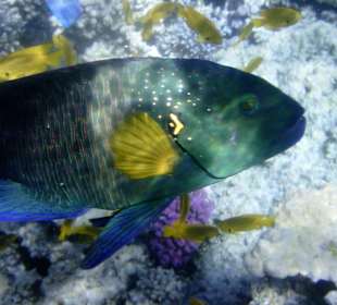 Besenschwanz-Lippfisch