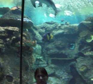 Mandala Bay Shark Reef