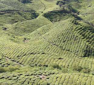 Malownicze widoki na plantacje herbaty
