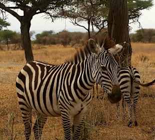 Zabra Tarangire Nationalpark