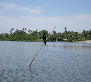 Bentota River