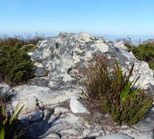 Abwechslungsreiche Botanik