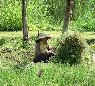 Reisernte am Bratansee
