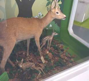 Museum Natur und Mensch