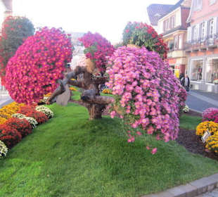 Chrysanthema Lahr