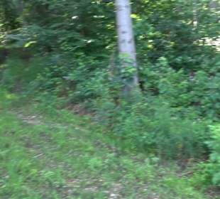 Premiumspazierweg Früchtetrauf-Leisawegle