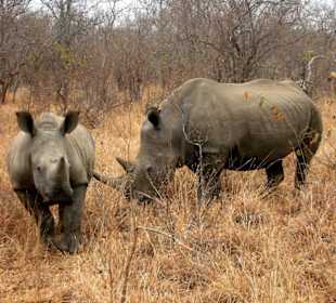 Rono a mpumalanga makalali