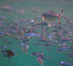 Himmelblauer-Füsilier