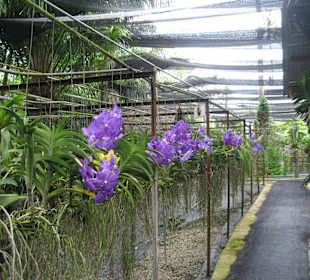 Auf der Orchideenfarm