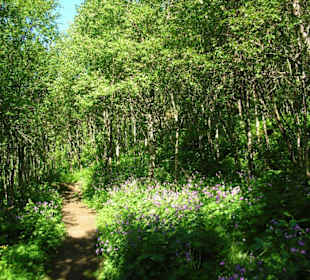 Weg parallel zum Fjord