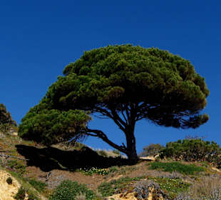 Im März riecht und sieht man den Frühling