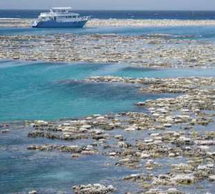 Eines der wunderschönen Korallenriffs!