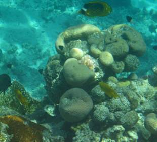 Far Garden Reef