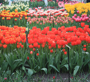 Wunderschöne Tulpen