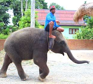 TAF Tour Elefanten Camp