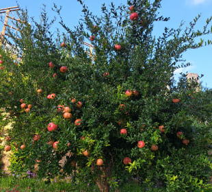 Gartenanlage