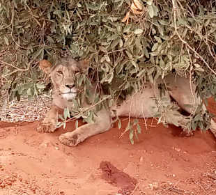 Shimba Hills National Reserve