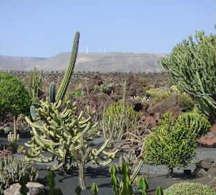 Im Kaktusgarten