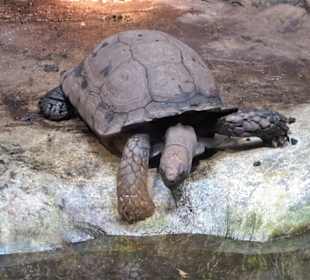 Impressionen aus dem Aquazoo Löbbecke Museum