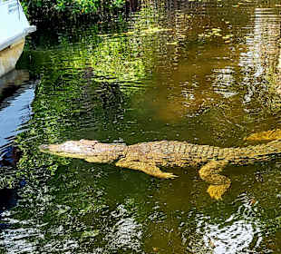 Krokodil 