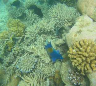 Fisch im Meer