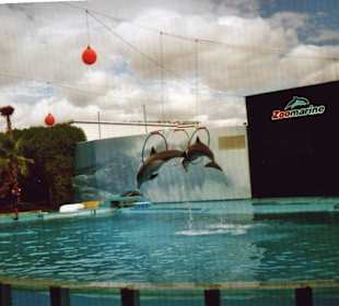  Zoo Marine