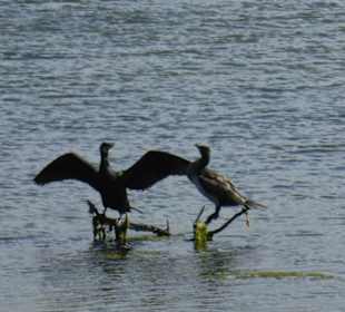 Vorgelbeobachtung im Park Natural Ria Formosa