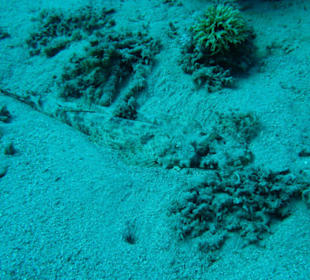 Teppich Krokodilfisch