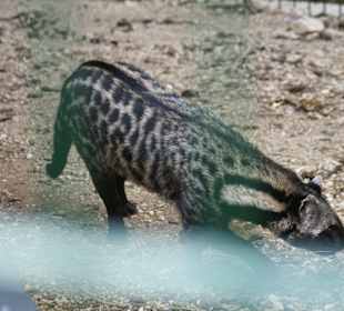 Kameltheater & Weißer Hof