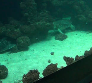 Meeresmuseum Stralsund