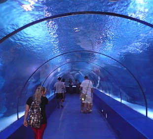 Röhren Aquarium Antalya 